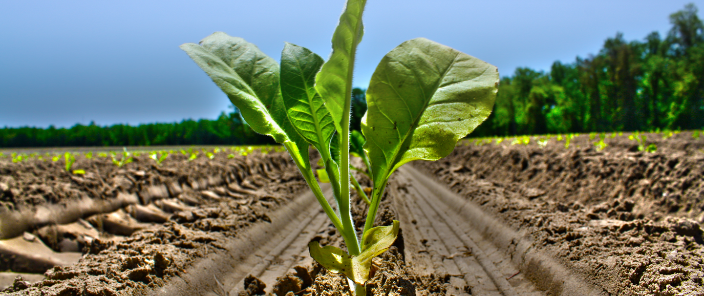 Scott Farms Scott Farms, Inc. Lucama, NC Toll Free 877.284.4030