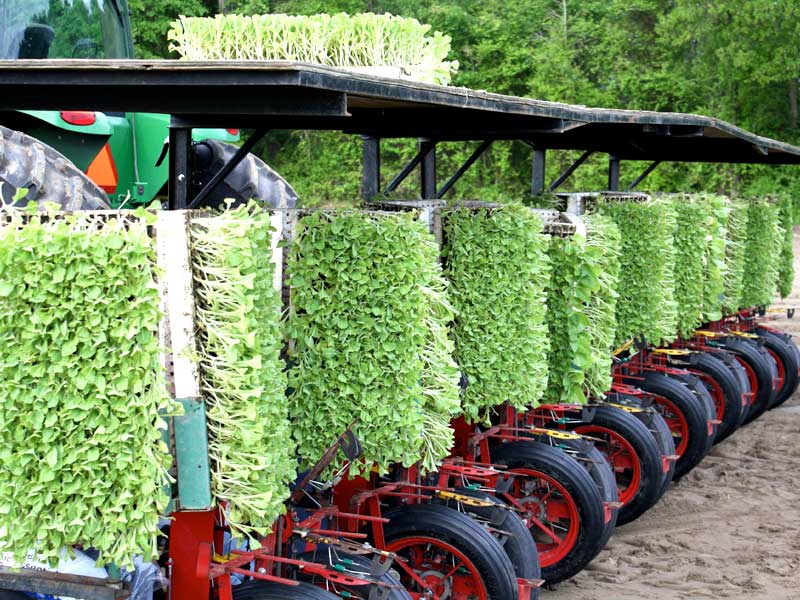 Tobacco Operation Scott Farms